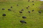 Fasaneriesee, Feldmoching
