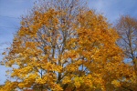 Oktobertage am Feringa See, Unterf�hring
